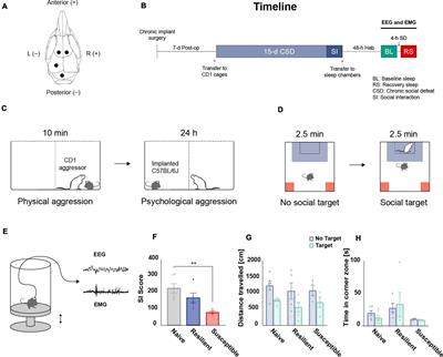 Prolonged Exposure to Social Stress Impairs Homeostatic Sleep Regulation